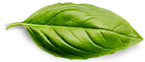 basil-leaf