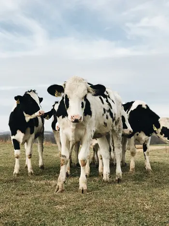 doodhhai_cow